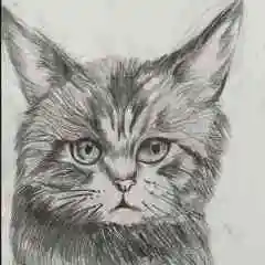 花花猫
