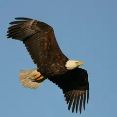 展翅翱翔1