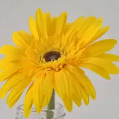 菊菊菊