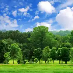 蒲公英123456