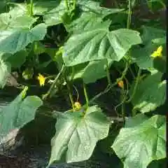 优惠多