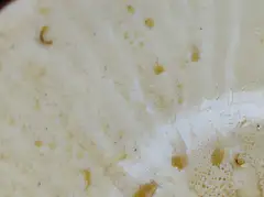 专治虫牙，价格亲民，无效退款
