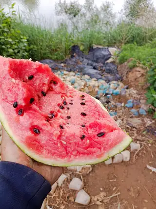 三台西瓜产地直销