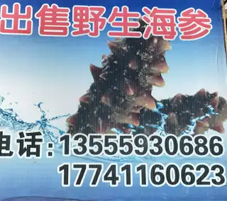 出售纯野生海参