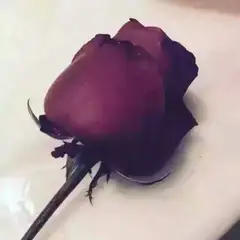 娇娇娇