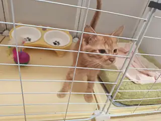 捡到一只小流浪猫，性格温顺黏人，胆子不大，会主动蹭手，已经做过基础驱虫，身体健康无皮肤病，眼睛干净，