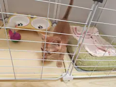 捡到一只小流浪猫，性格温顺黏人，胆子不大，会主动蹭手，已经做过基础驱虫，身体健康无皮肤病，眼睛干净，