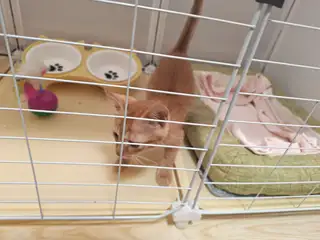捡到一只小流浪猫，性格温顺黏人，胆子不大，会主动蹭手，已经做过基础驱虫，身体健康无皮肤病，眼睛干净，