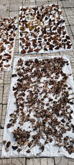 黑龙江大兴安岭的木耳45一斤，50一斤，野生干蘑菇100一斤，有需要的联系