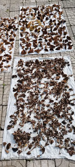 黑龙江大兴安岭的木耳45一斤，50一斤，野生干蘑菇100一斤，有需要的联系