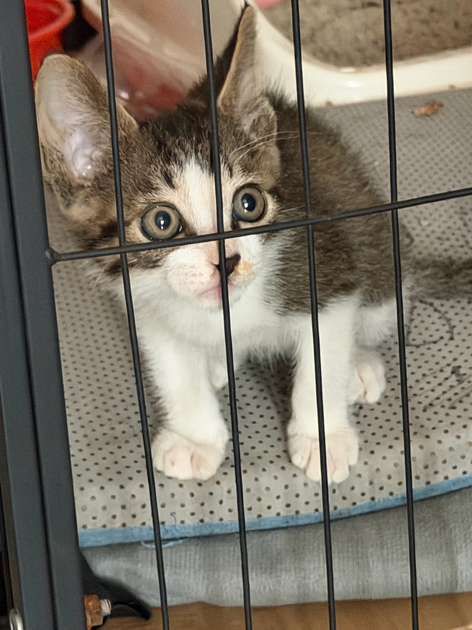 猫猫要求爱猫人士领养、送猫砂盆，送猫砂，能接受偶尔看看猫视频就行