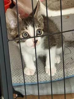 猫猫要求爱猫人士领养、送猫砂盆，送猫砂，能接受偶尔看看猫视频就行
