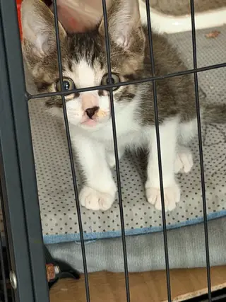 猫猫要求爱猫人士领养、送猫砂盆，送猫砂，能接受偶尔看看猫视频就行