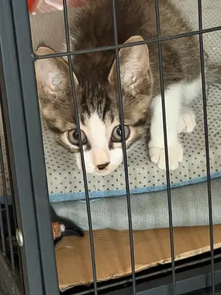 猫猫要求爱猫人士领养、送猫砂盆，送猫砂，能接受偶尔看看猫视频就行
