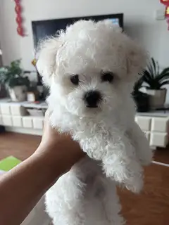 两个月比熊弟弟 韩系小体 毛量好 无瑕疵 疫苗打两针了 喜欢的联系我吧