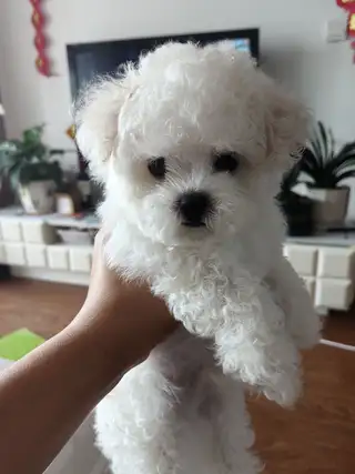 两个月比熊弟弟 韩系小体 毛量好 无瑕疵 疫苗打两针了 喜欢的联系我吧