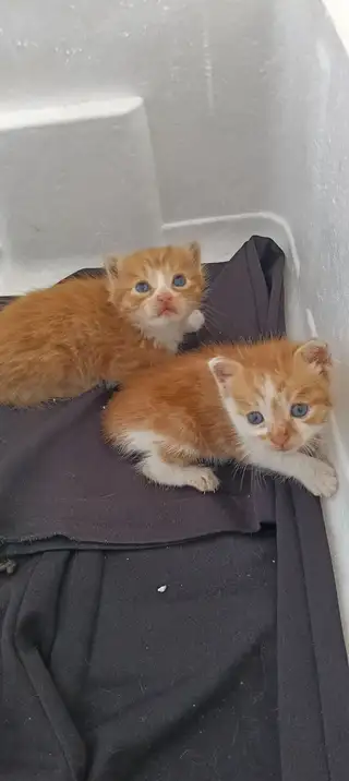 免费送不到一个月小猫，猫妈妈不要了152****0997