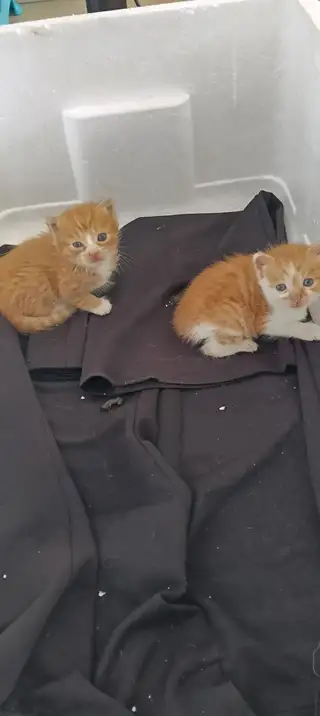 免费送不到一个月小猫，猫妈妈不要了152****0997