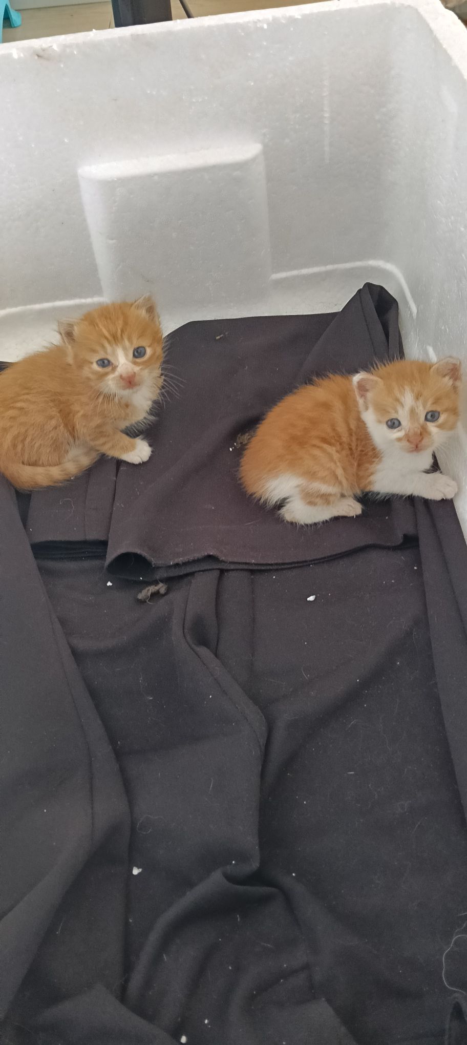 免费送不到一个月小猫，猫妈妈不要了152****0997