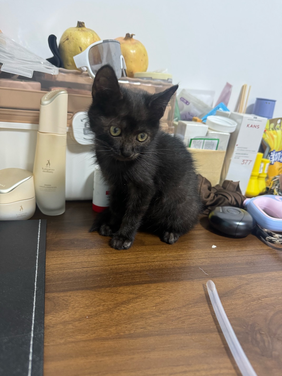 小猫找领养
