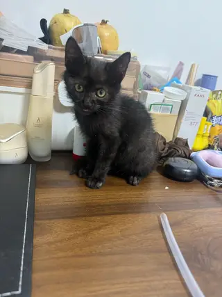 小猫找领养