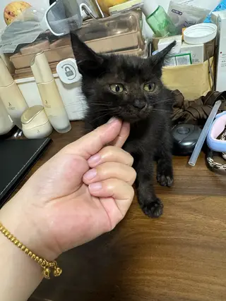 小猫找领养