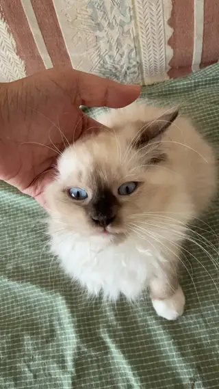小猫找领养，身体健康。要求有责任有爱心。品种猫，感兴趣联系。有几只 可以联系看猫