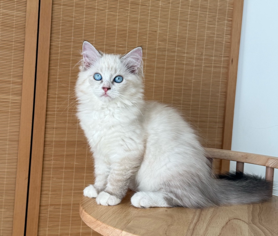 小猫找领养，身体健康。要求有责任有爱心。品种猫，感兴趣联系。有几只 可以联系看猫