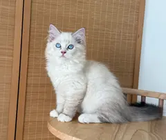 小猫找领养，身体健康。要求有责任有爱心。品种猫，感兴趣联系。有几只 可以联系看猫