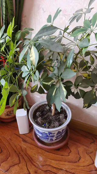 发财树，净化空气又美观。也可以单买花，三堂电梯楼可送，其他自取