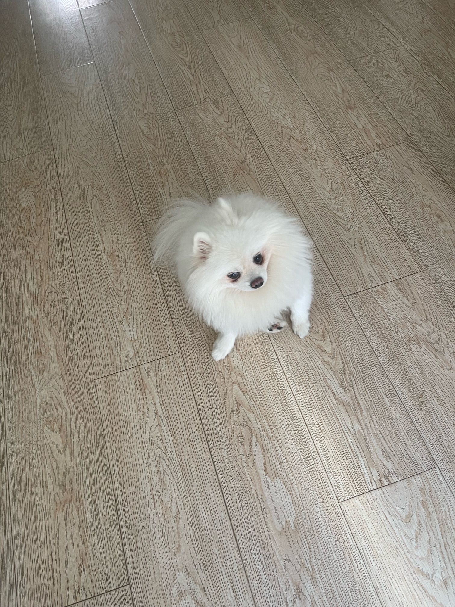 博美两岁小公狗1000元寻爱犬人士