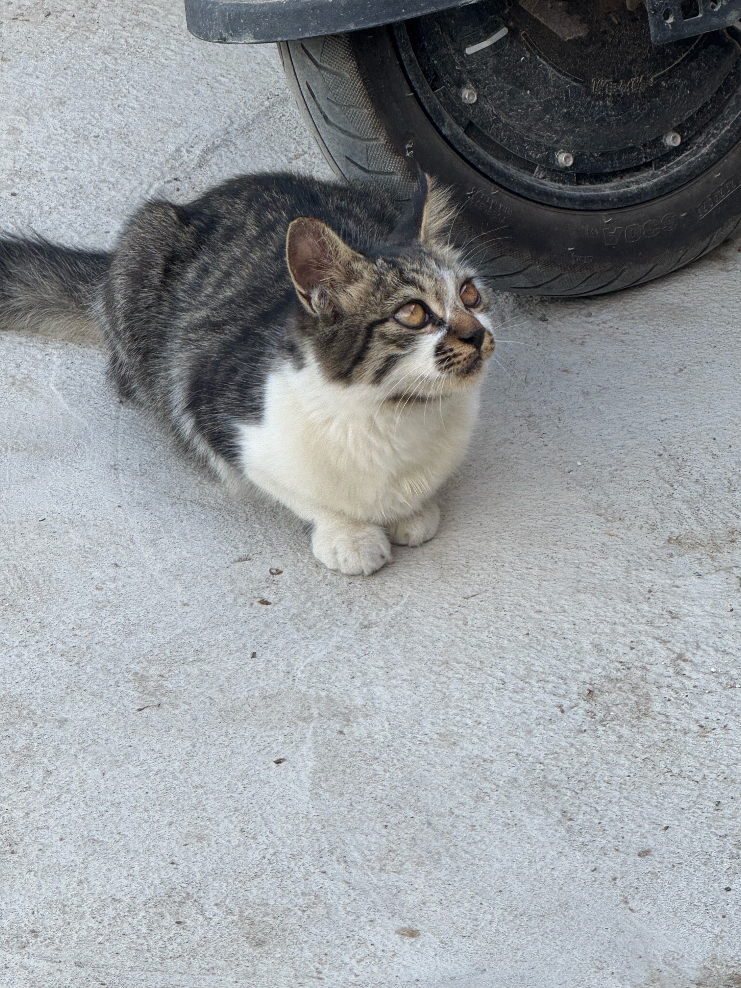 一只小狸花和一只不知道谁家的小猫，着急送人！我给点猫粮和零食，都特别粘人，喜欢的联系我！谢谢！