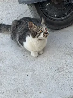一只小狸花和一只不知道谁家的小猫，着急送人！我给点猫粮和零食，都特别粘人，喜欢的联系我！谢谢！