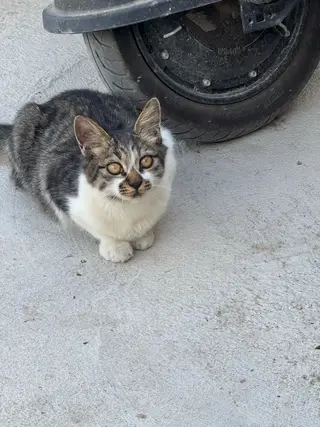 一只小狸花和一只不知道谁家的小猫，着急送人！我给点猫粮和零食，都特别粘人，喜欢的联系我！谢谢！