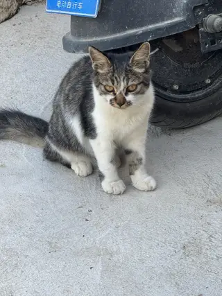 一只小狸花和一只不知道谁家的小猫，着急送人！我给点猫粮和零食，都特别粘人，喜欢的联系我！谢谢！