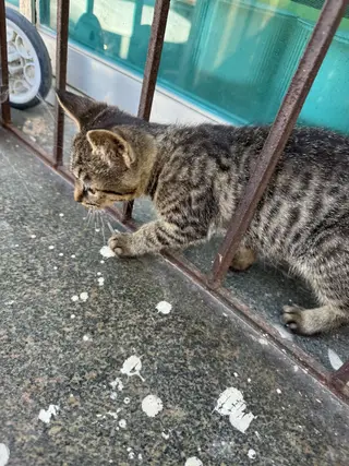 一只小狸花和一只不知道谁家的小猫，着急送人！我给点猫粮和零食，都特别粘人，喜欢的联系我！谢谢！