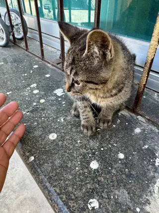 一只小狸花和一只不知道谁家的小猫，着急送人！我给点猫粮和零食，都特别粘人，喜欢的联系我！谢谢！
