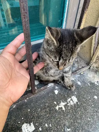 一只小狸花和一只不知道谁家的小猫，着急送人！我给点猫粮和零食，都特别粘人，喜欢的联系我！谢谢！