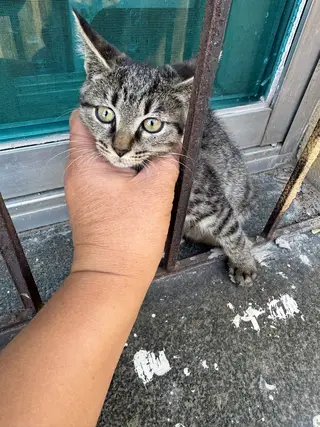 一只小狸花和一只不知道谁家的小猫，着急送人！我给点猫粮和零食，都特别粘人，喜欢的联系我！谢谢！