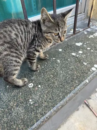 一只小狸花和一只不知道谁家的小猫，着急送人！我给点猫粮和零食，都特别粘人，喜欢的联系我！谢谢！