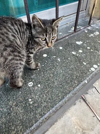 一只小狸花和一只不知道谁家的小猫，着急送人！我给点猫粮和零食，都特别粘人，喜欢的联系我！谢谢！