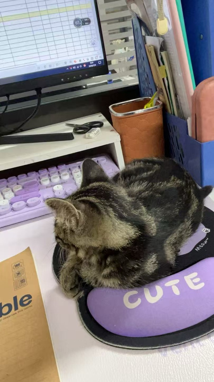 三个多月小猫于周四因白天家里没人跑出去了，走失于波尔多二期，如有好心人看到请联系我，有酬谢