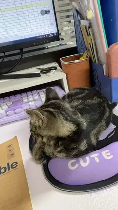 三个多月小猫于周四因白天家里没人跑出去了，走失于波尔多二期，如有好心人看到请联系我，有酬谢