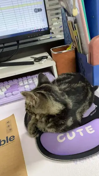 三个多月小猫于周四因白天家里没人跑出去了，走失于波尔多二期，如有好心人看到请联系我，有酬谢