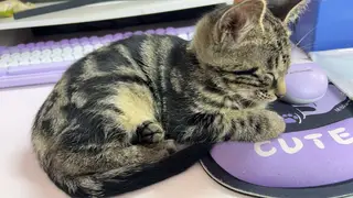 三个多月小猫于周四因白天家里没人跑出去了，走失于波尔多二期，如有好心人看到请联系我，有酬谢