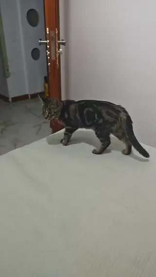三个多月小猫于周四因白天家里没人跑出去了，走失于波尔多二期，如有好心人看到请联系我，有酬谢