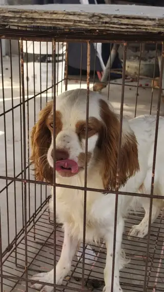 史宾格犬 半年小母 价不高喜欢联系