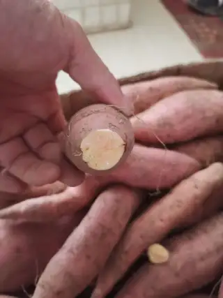 自己妈妈家地里种的烟薯25，自然成熟，个头均匀，烤完流油，蒸吃香甜。昨天顾客反馈味道很好，粗粮健康，