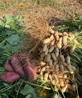 自己妈妈家地里种的烟薯25，自然成熟，个头均匀，烤完流油，蒸吃香甜。昨天顾客反馈味道很好，粗粮健康，