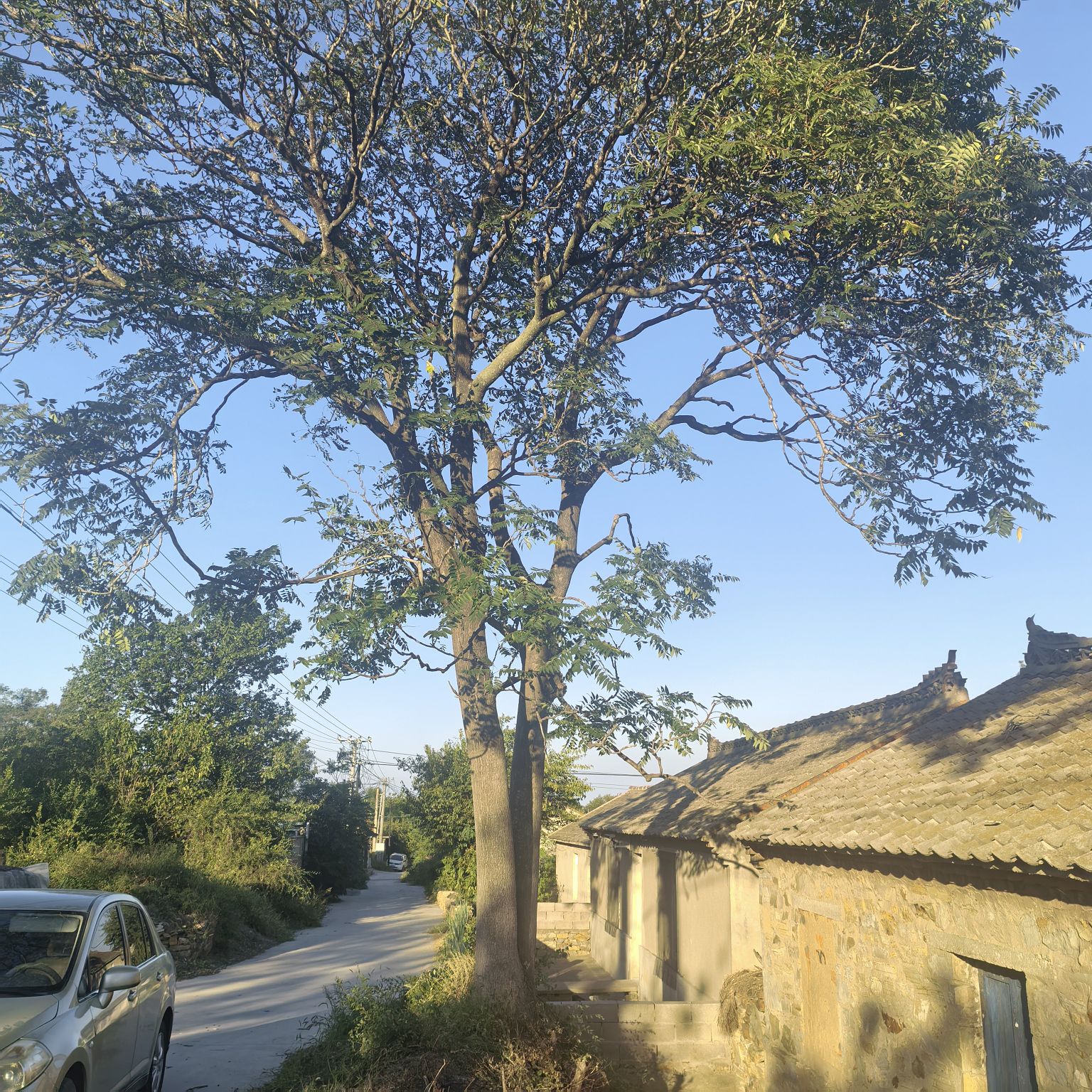 出售樗树， 数量2棵， 高度12-13米左右， 胸径35-45cm， 地点：三台子 需自取，电话18